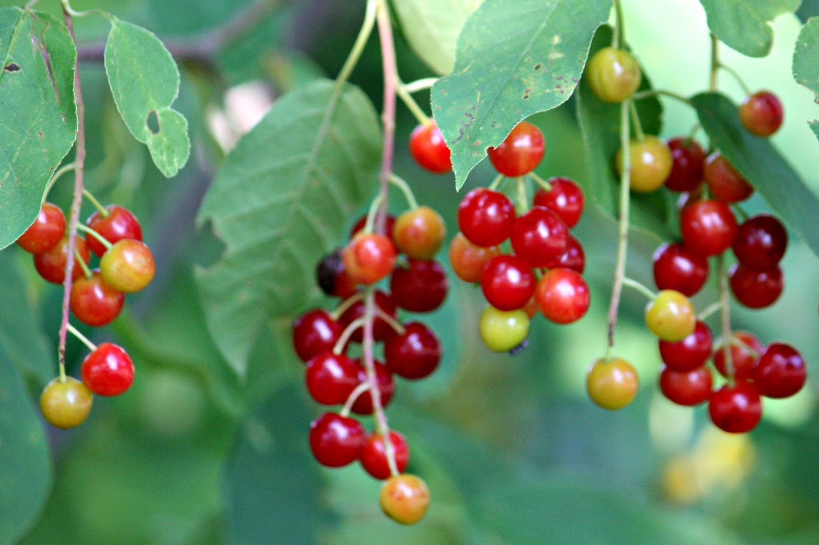 Cherries sweet and sour Crave Bits