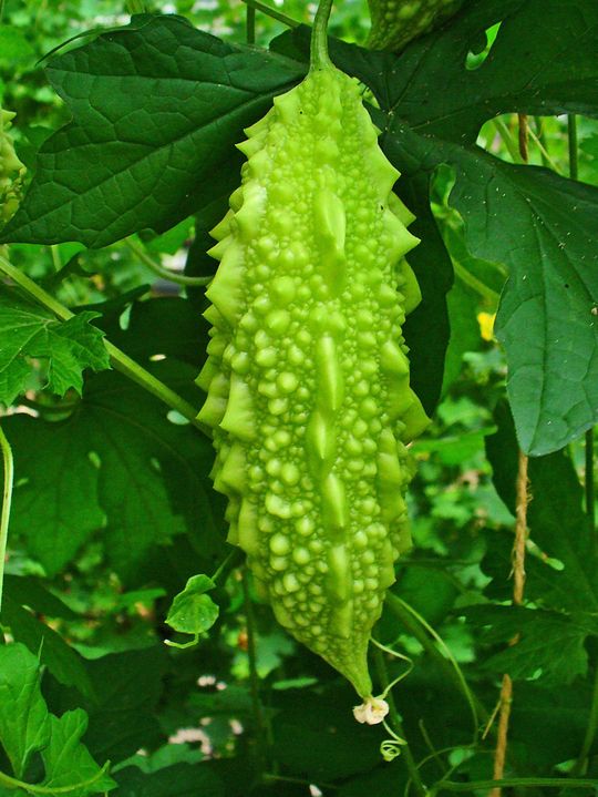 The Goodness of Bitter Gourd Crave Bits