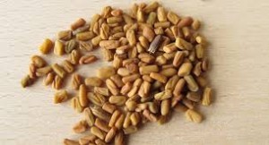 Fenugreek