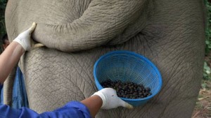 elephant_coffee