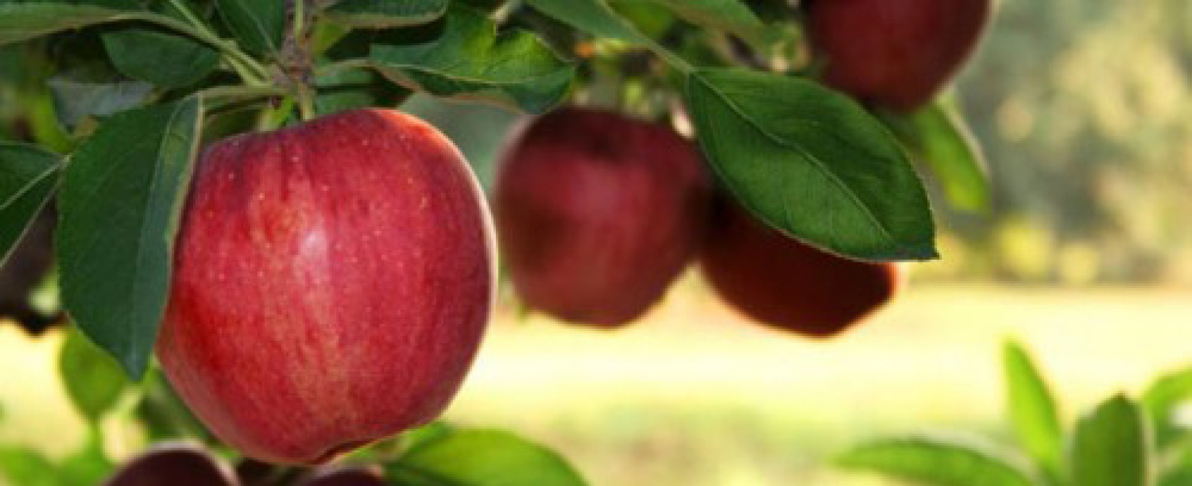 APPLES