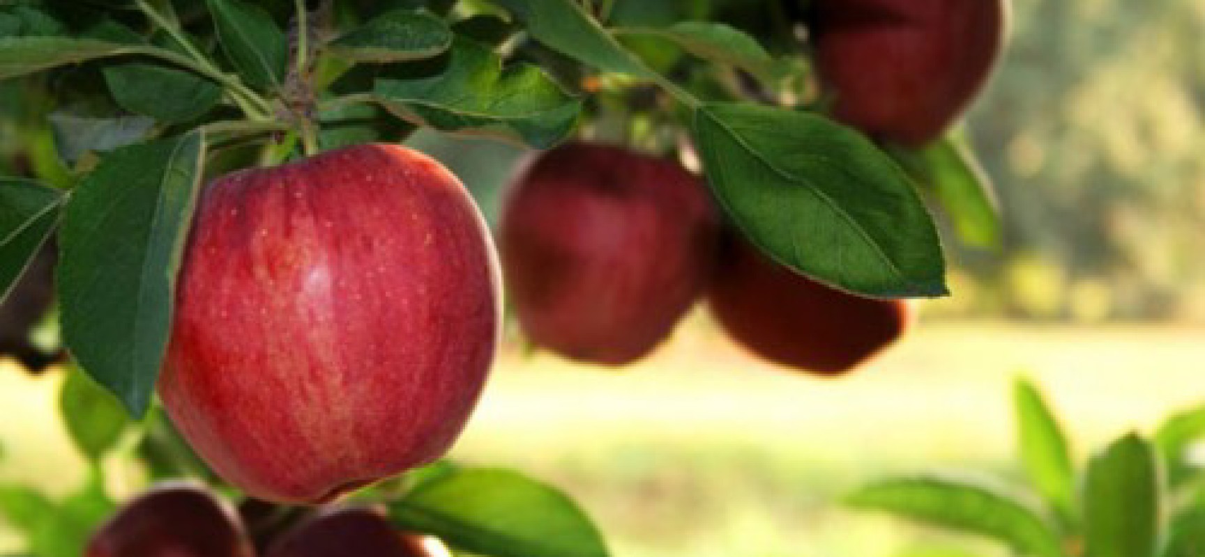 APPLES
