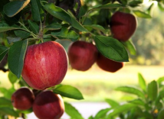 APPLES