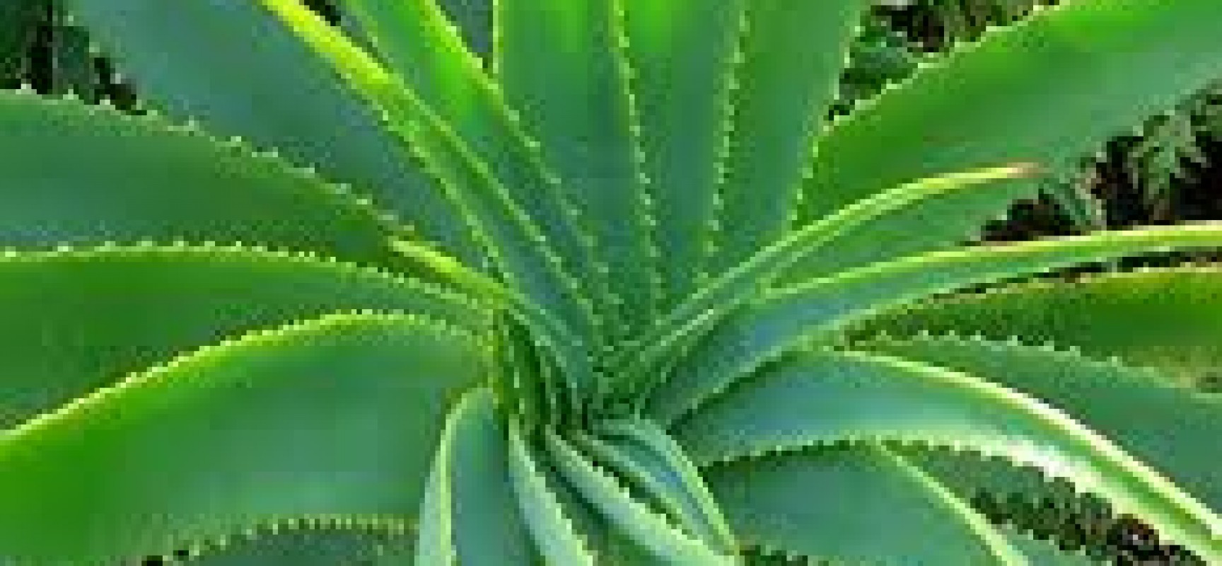 Aloe Vera comes with an antiseptic and medicinal properties
