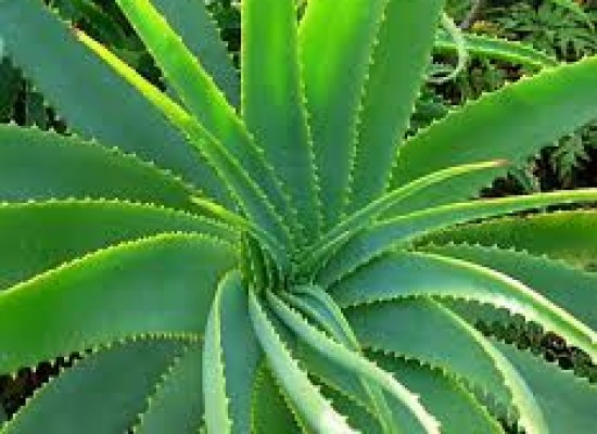 Aloe Vera comes with an antiseptic and medicinal properties