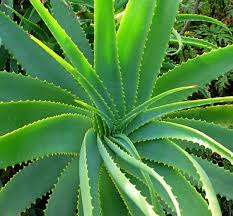 Aloe Vera comes with an antiseptic and medicinal properties