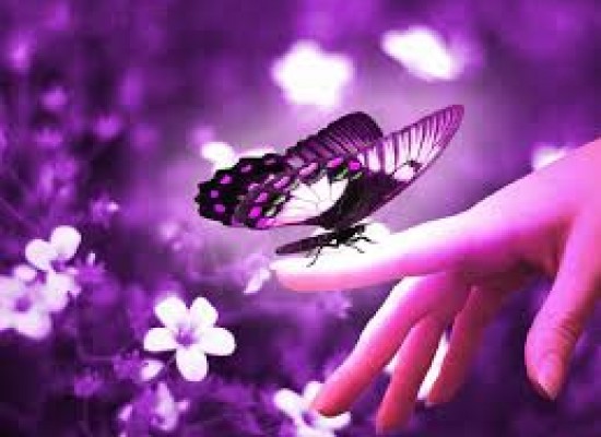 The pretty little butterfly! :)