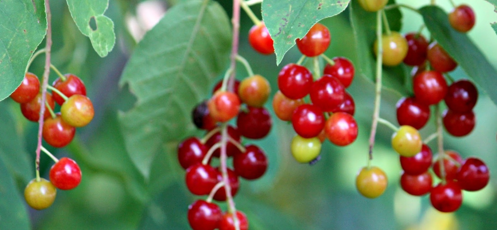 Cherries- sweet and sour