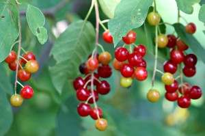 choke cherry
