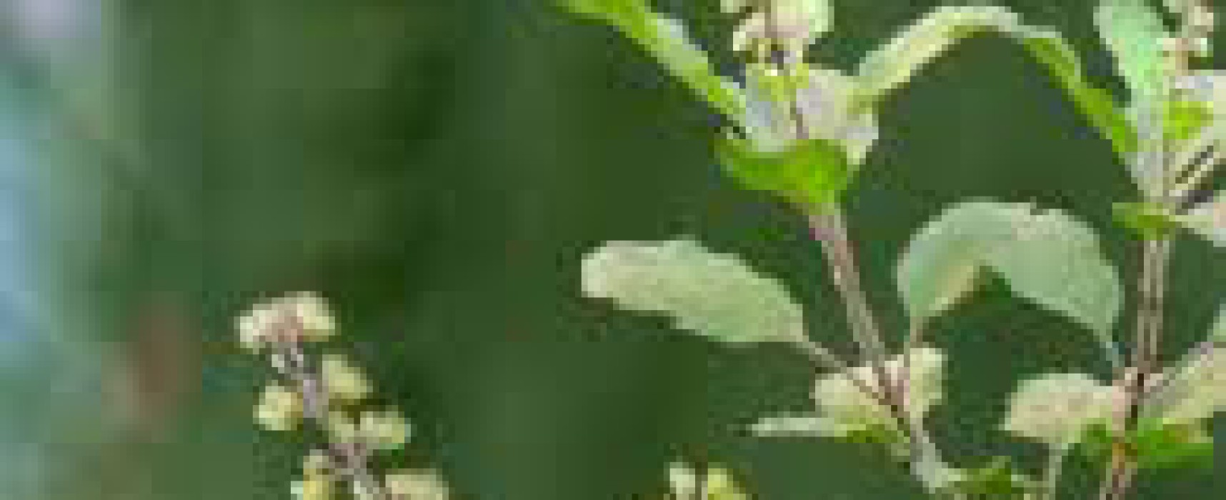 QUEEN OF HERBS- THE HOLY TULSI