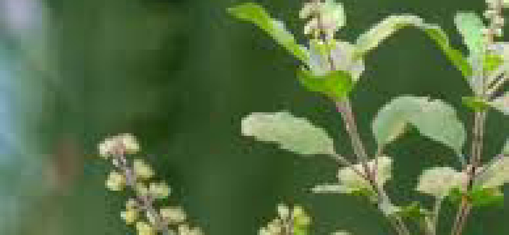 QUEEN OF HERBS- THE HOLY TULSI