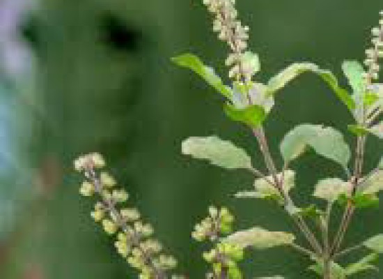 QUEEN OF HERBS- THE HOLY TULSI