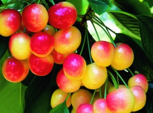 raineir cherry