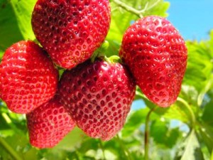 147644-400x300-Closeup-of-strawberries