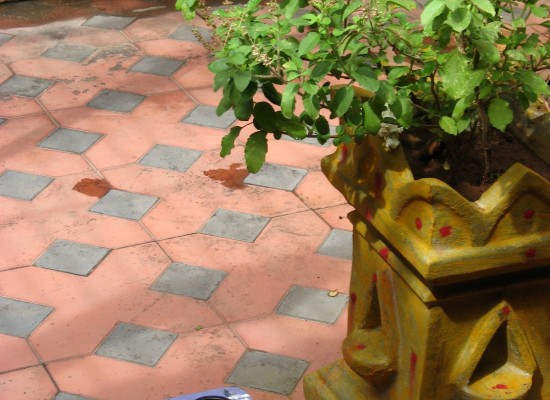 The holy plant called Tulsi