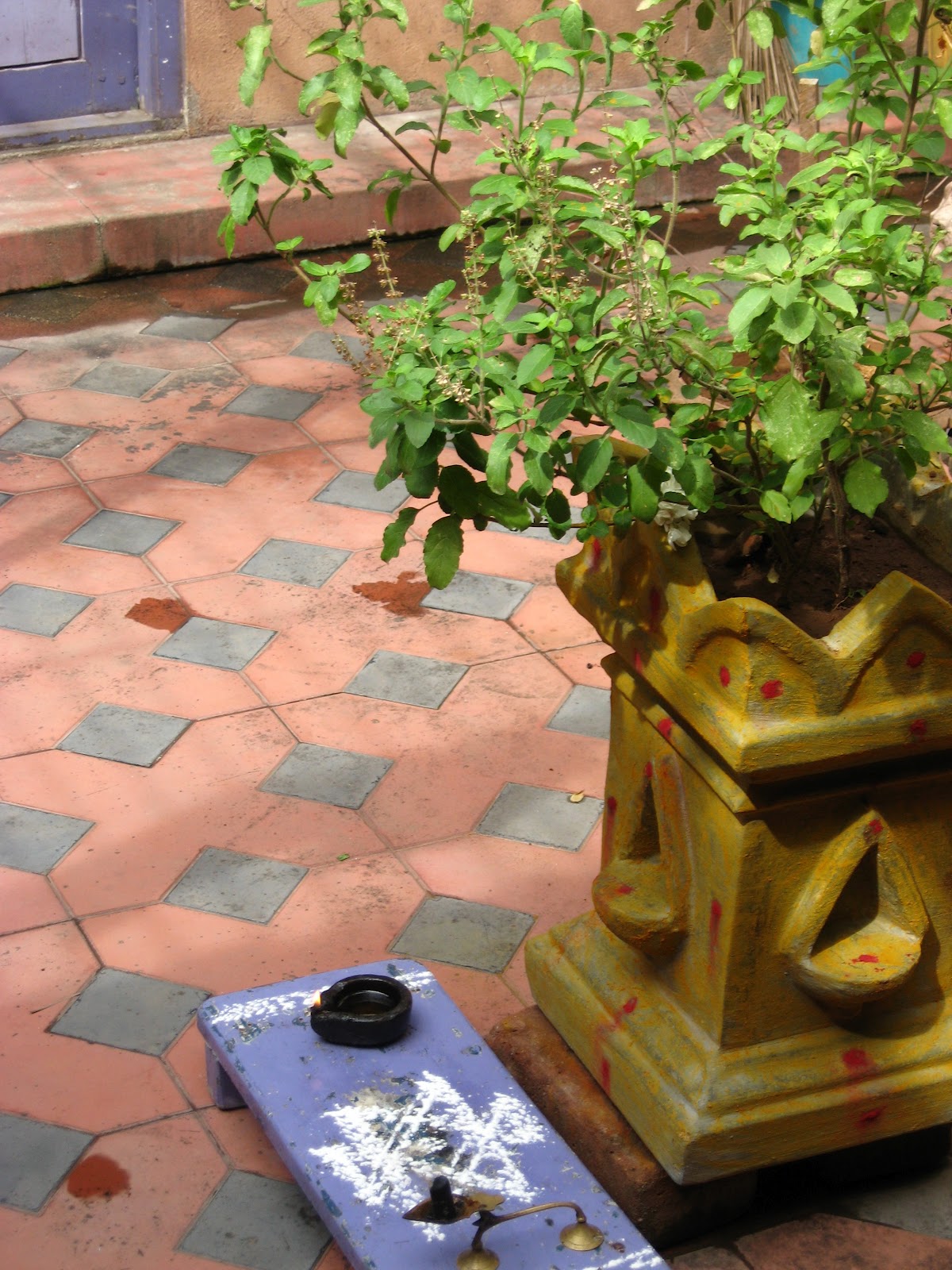 The holy plant called Tulsi