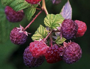 Purple Raspberry