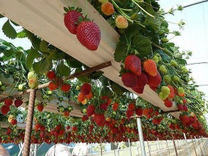 strawberry hanging garden