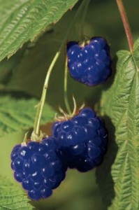 blue raspberry