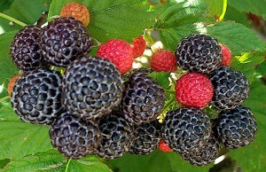 Black raspberry