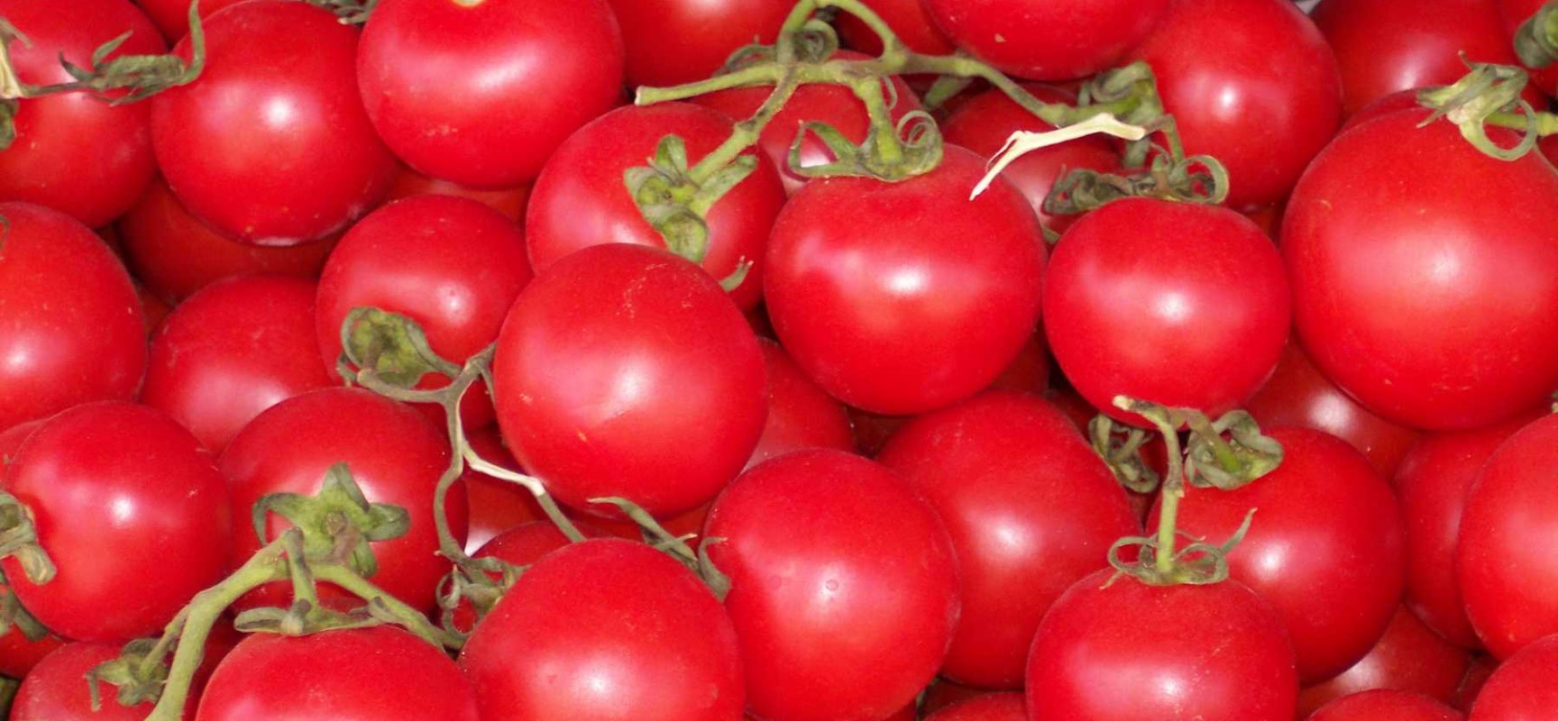 Best Tomato dishes that you can prepare easily